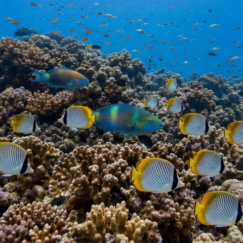 马尔代夫珊瑚礁与海洋生物